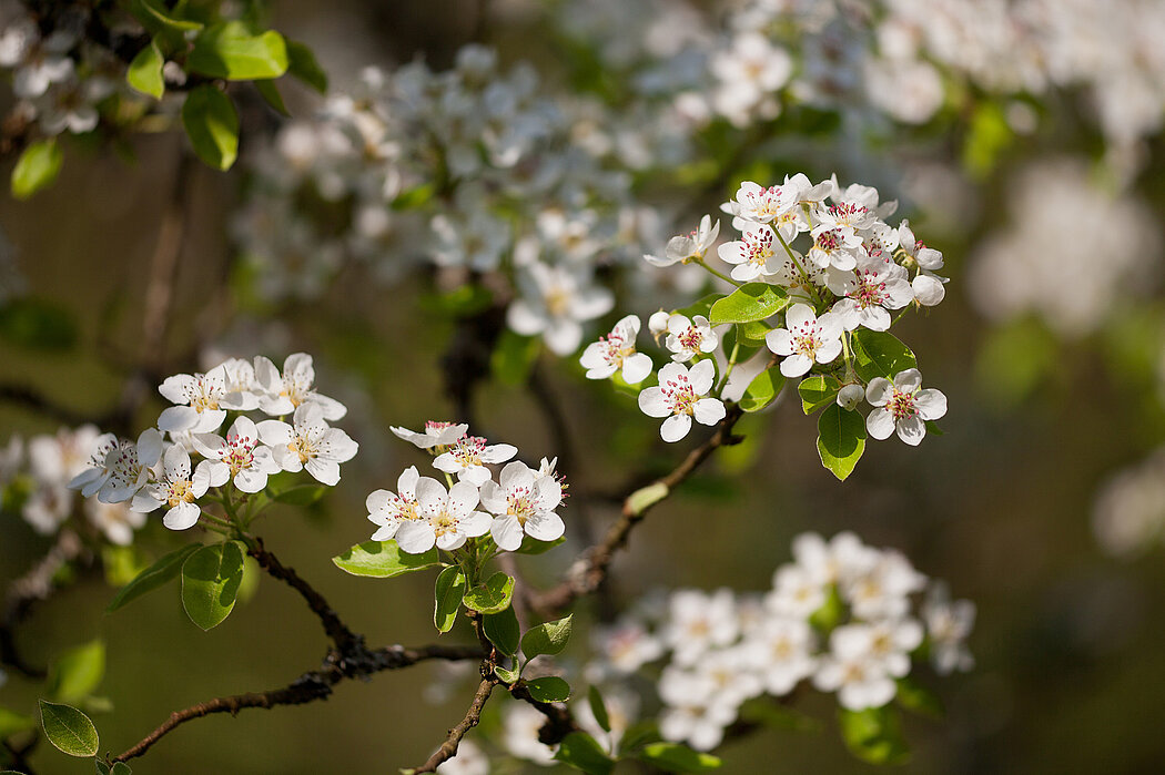 Obstbaumblüte